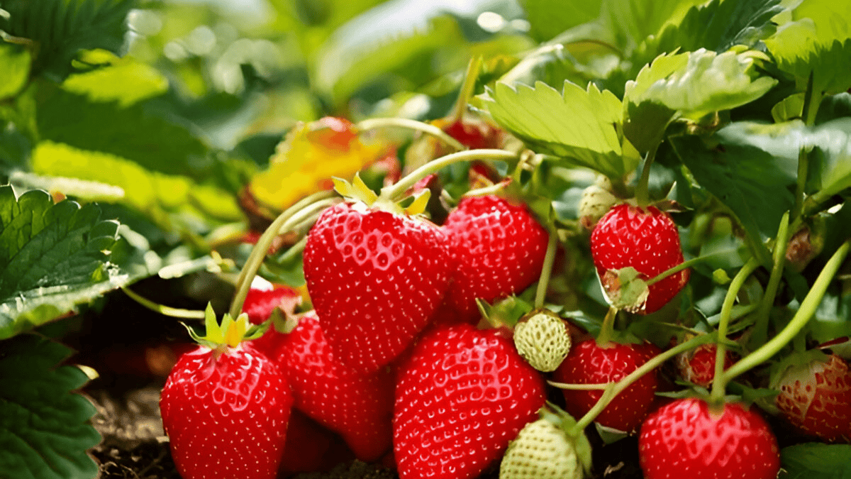 Strawberry Farming